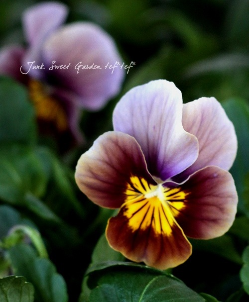 ������ƥ������ӥ��顡�إե����ƥåɥ��祳�졼�ȡ�