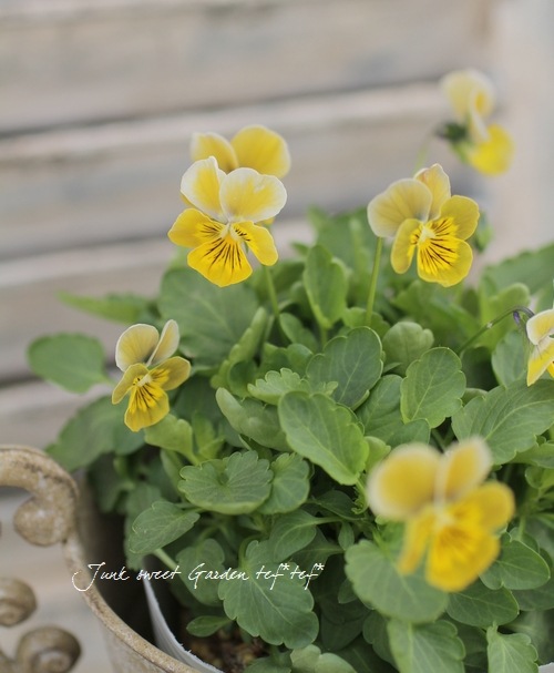 <i>Violawittrockiana </i><BR><BR>ӥ<BR>ߥ˥إϡȥ