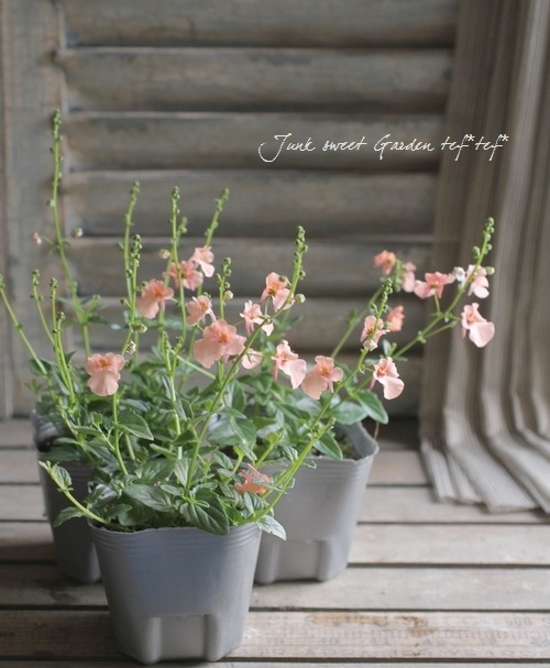 <i>Diascia barberae</i><BR><BR> ¿ǯ�𡦥ǥ���������<BR>�ߥ饯�륷�꡼�� �إԡ�����