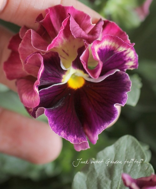 <i>Viola��wittrockiana </i><BR><BR>�ե��ѥ󥸡�<BR>�ե���<BR>�إȥꥫ�顼��������