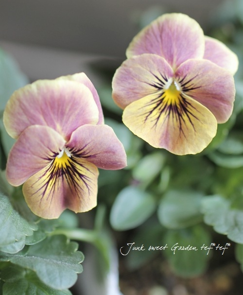 ハンドメイド ビオラ ビオラ・パンジー