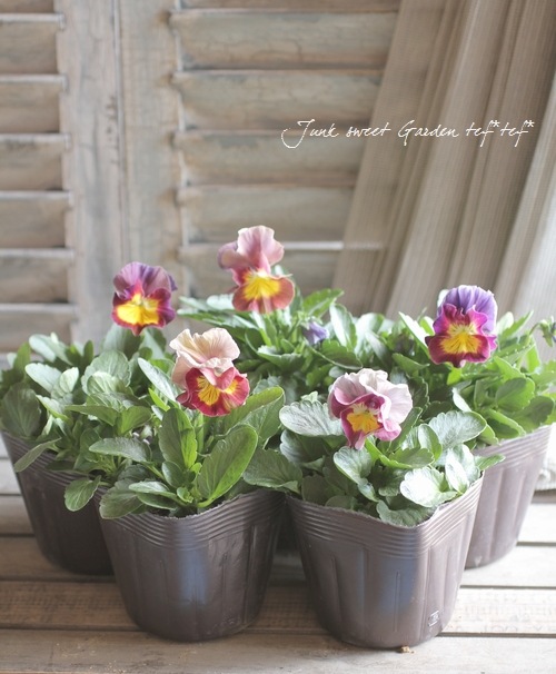 <i>Viola��wittrockiana </i><BR><BR>�ߤ�ȥѥ󥸡���΢�ʼ<BR>�إ������ѥå�����