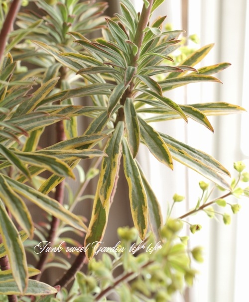 <i>Euphorbia x martinii</i><BR><BR>�桼�ե���ӥ�<BR>�إ�����ǥ�쥤��ܡ���