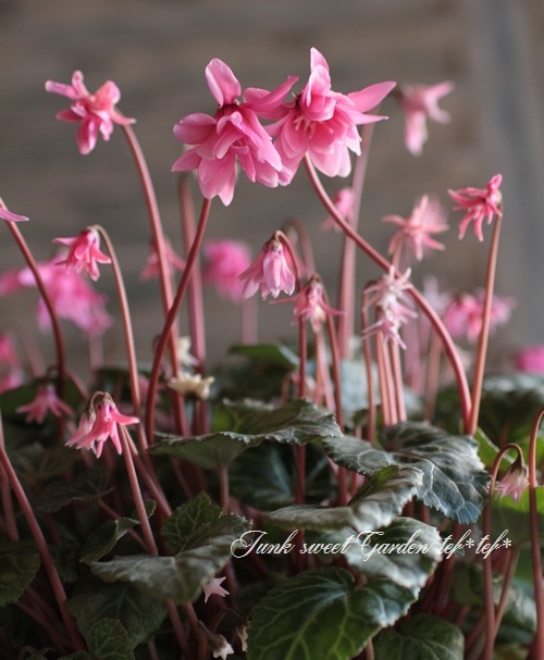 i>Cyclamen persicum</i><BR><BR>八重咲きシクラメン<BR>しだれ咲き