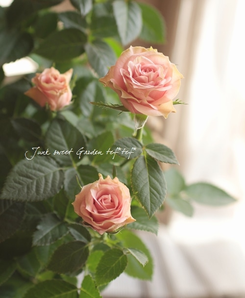 ローズ i> Rosa.Min</i><BR><BR>ポールセンローズ新色！<BR>インドアローズ