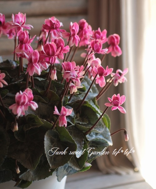 <i>Cyclamen persicum Mill</i><BR><BR>Ȭ�ź餭��������<BR>�إե����꡼�ԥ��١�No.1
