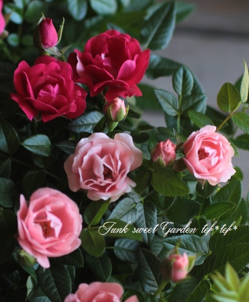 【新鮮収穫】ミニバラさま　150個 Introducing 7 varieties of mini roses for spring 2024 - YouTube