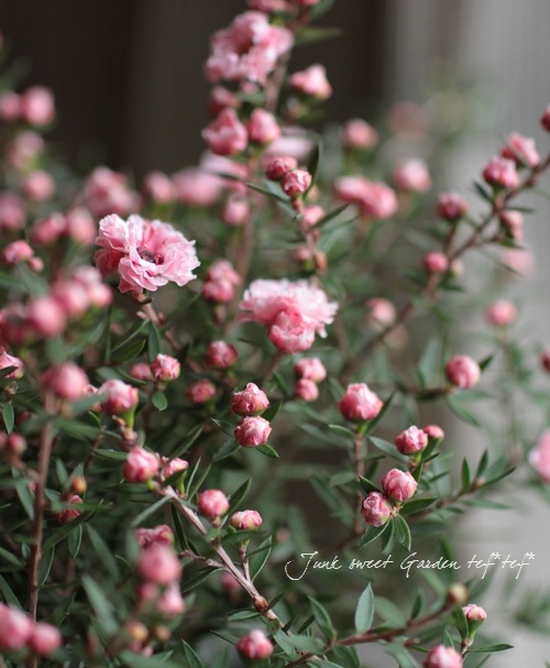 <i>Leptospermum scoparium</i><BR><BR>˶в<BR>Ȭź餭奦Х