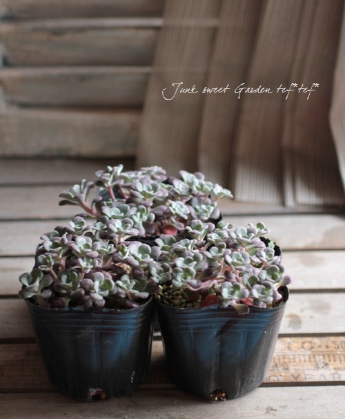 ��¿����ʪ�ۥ����ࡦ���ѥĥ�ե��ꥦ�� �إѡ��ץ쥦���