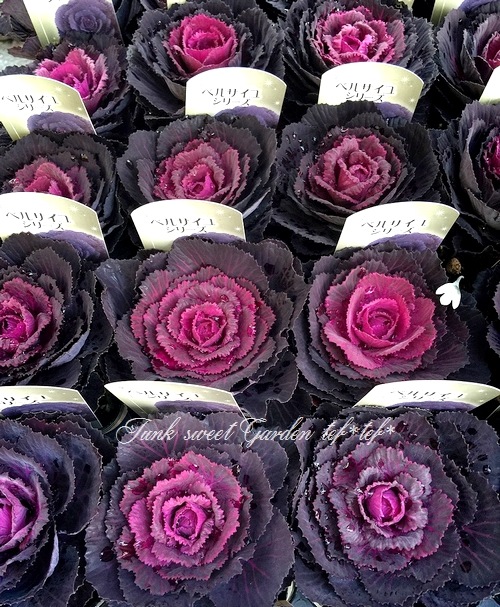 <i>Brassica</i><BR><BR>�������å׺餭�ղ�ð��<BR>�֥�å��륷����إ٥륵�����
