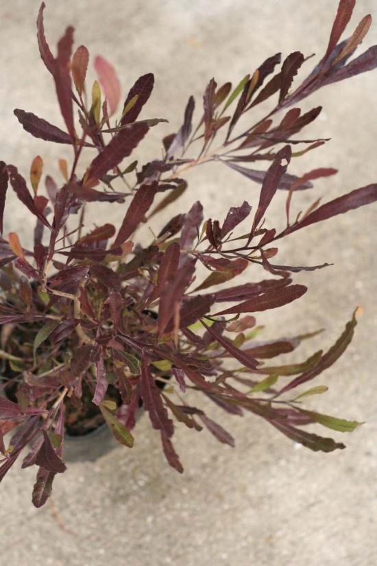 I Dodonaea Viscosa Br Purpurea I Br Br ドドナエア ポップブッシュ Br プルプレア すべての商品 Junk Sweet Garden Tef Tef