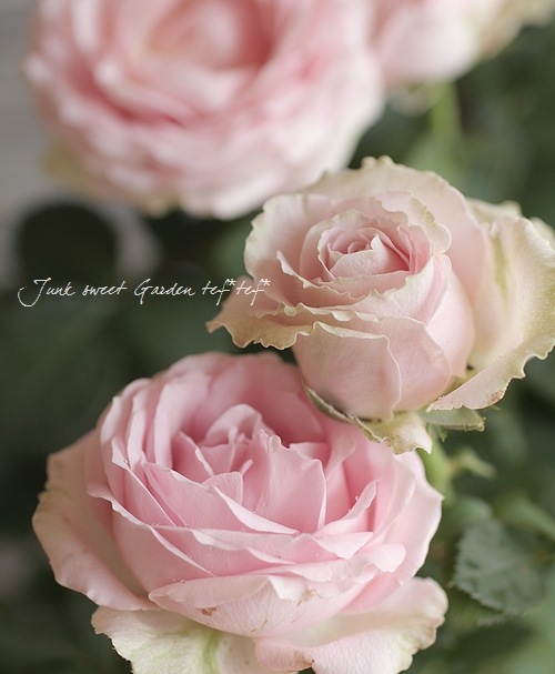 薔薇ピンク＆シャンパンGOLDアイアンとブリキのハンガーバスケットアンティーク調 i>Rosa.Min</i><BR><BR>アイアンバスケット仕立て・開花期が長い！<BR