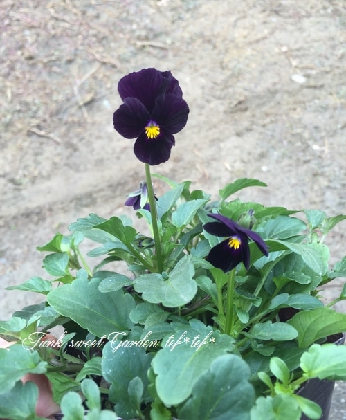 ビオラ　Viola i>Viola×wittrockiana </i><BR><BR>SSセレクションビオラ<BR