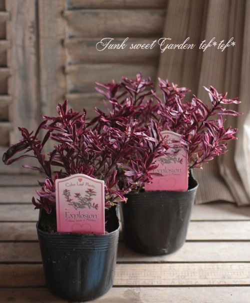 <i>Hebe 'Explosion'</i><BR><BR>������ء��١�<BR>�إ������ץ���������