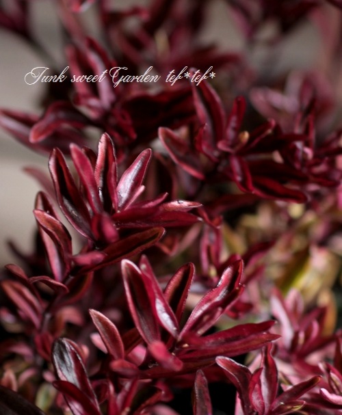 <i>Hebe 'Blackberry'</i><BR><BR>������ء��١�<BR>�إ֥�å��٥꡼��