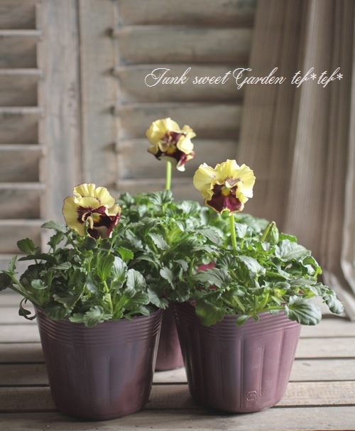 ⭐︎ 美品　大塚温子　パンジー⭐︎ 2026年最新】パンジーの人気アイテム - メルカリ