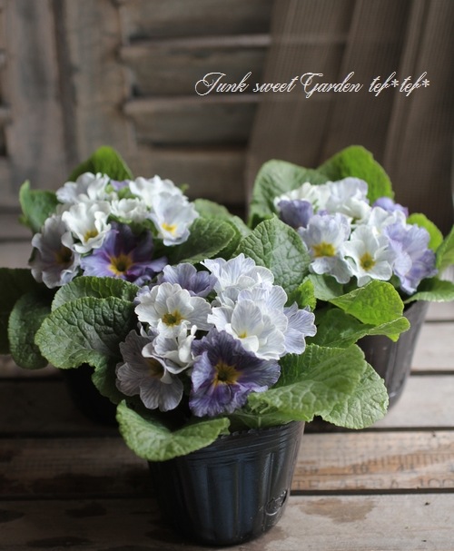 <i>Primula</i><BR><BR>�����Ѥ�롪�ץ���<BR>�إ֥롼�٥꡼�ѥ�åȡ�