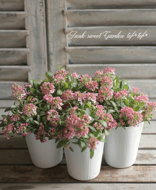 <i>Lobularia hybrid</i><BR><BR>�������ȡ�����å��� �إ��åѡ���