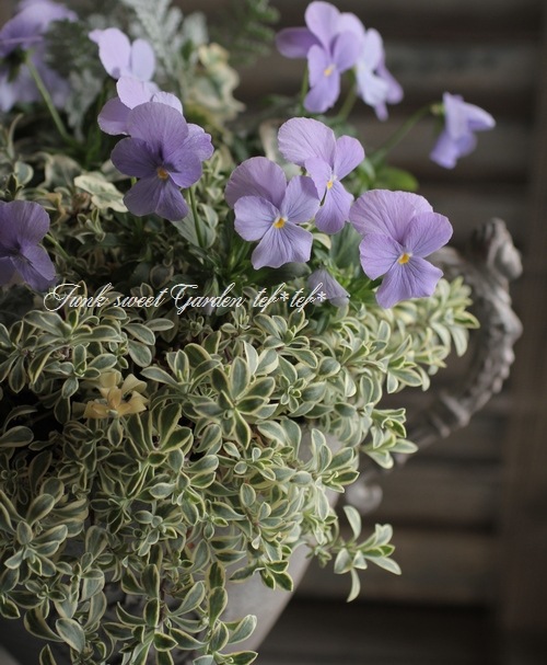 tef*tef*�󤻿���<BR>>2015 * no.6 *<BR><BR>�ӥ���إإ֥�꡼�֥롼�١ߥ֥ꥭ���å�