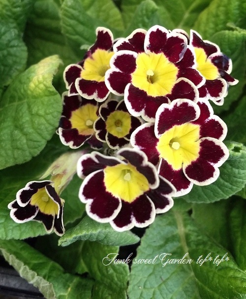 <i>Primula</i><BR><BR>����ƥ������ץ���<BR>����ϡإ���С��졼����