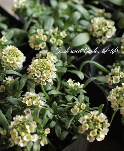 <i>Lobularia hybrid</i><BR><BR>ȡå إܥ꡼