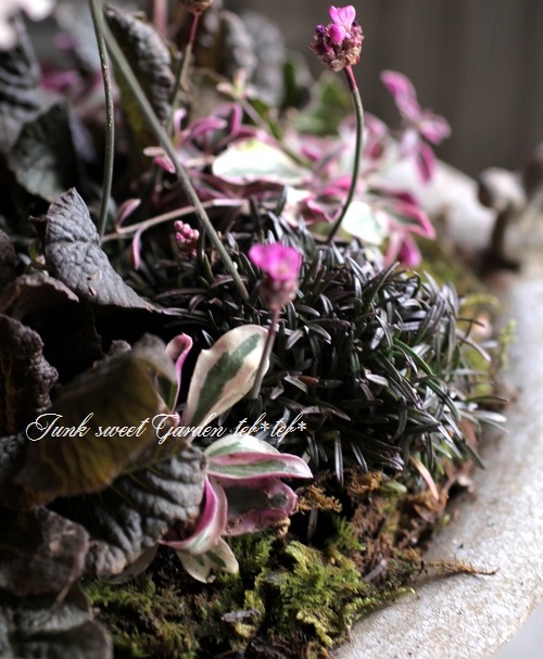 tef*tef*寄せ植え<BR>2015 * no23. *<BR><BR>銅葉プリムラ×ブリキ