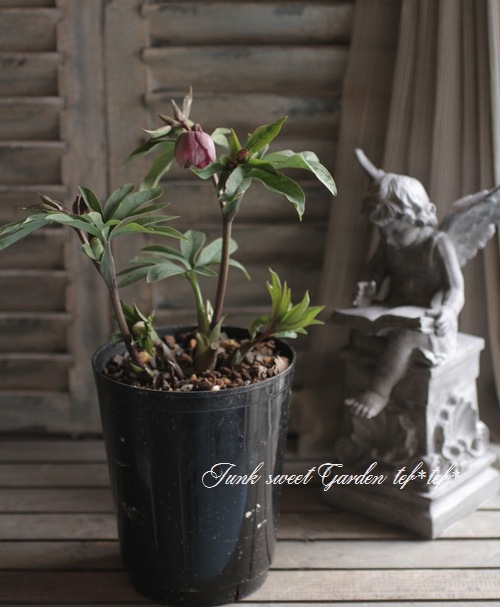 ローズさま専用 クリスマスローズ・開花株！『ダブル咲き』 No.28473 | すべての商品