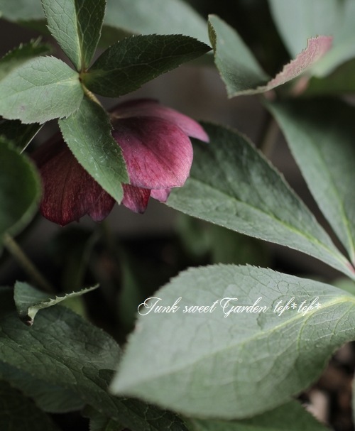 ゆみゆみぽん様専用 クリスマスローズ 開花株 こはる交配（大和園