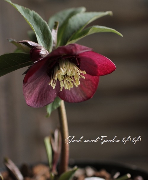 大和園・佐藤さん作出<BR>クリスマスローズ・開花株！5号鉢<BR