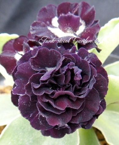 i>Primula auricula</i><BR><BR>銘品プリムラ・オーリキュラ<BR
