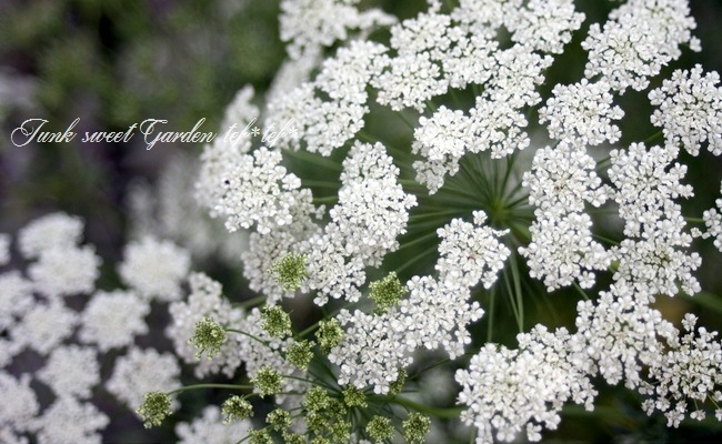 i>Ammi majus</i><BR><BR>アンミ・マユス・ホワイト<BR>『レース