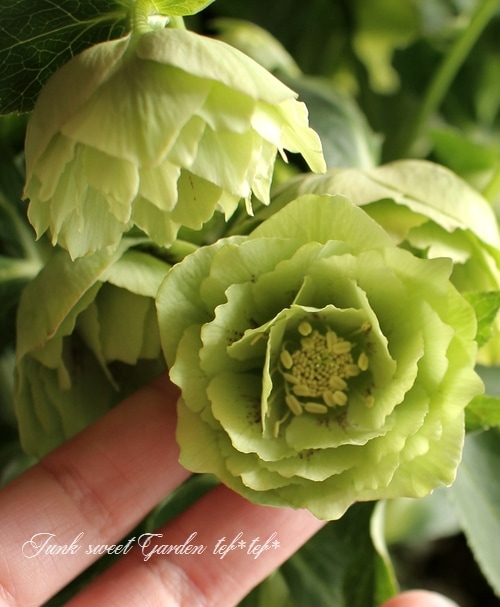 クリスマスローズ　グリーン　小輪 i>Helleborus</i><BR><BR>クリスマスローズ・開花株！<BR>『グリーン系