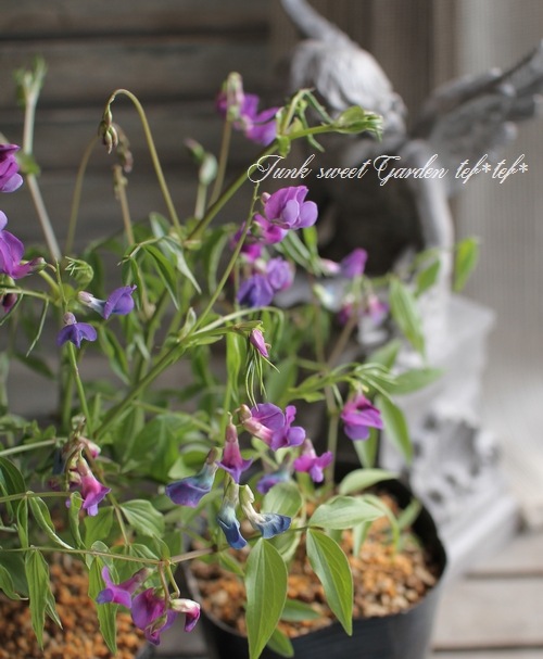 <i>Perennial sweet pea</i><BR><BR>�������ɺ������ȥԡ�<BR>�إ饷�饹���ѡ��ץ��