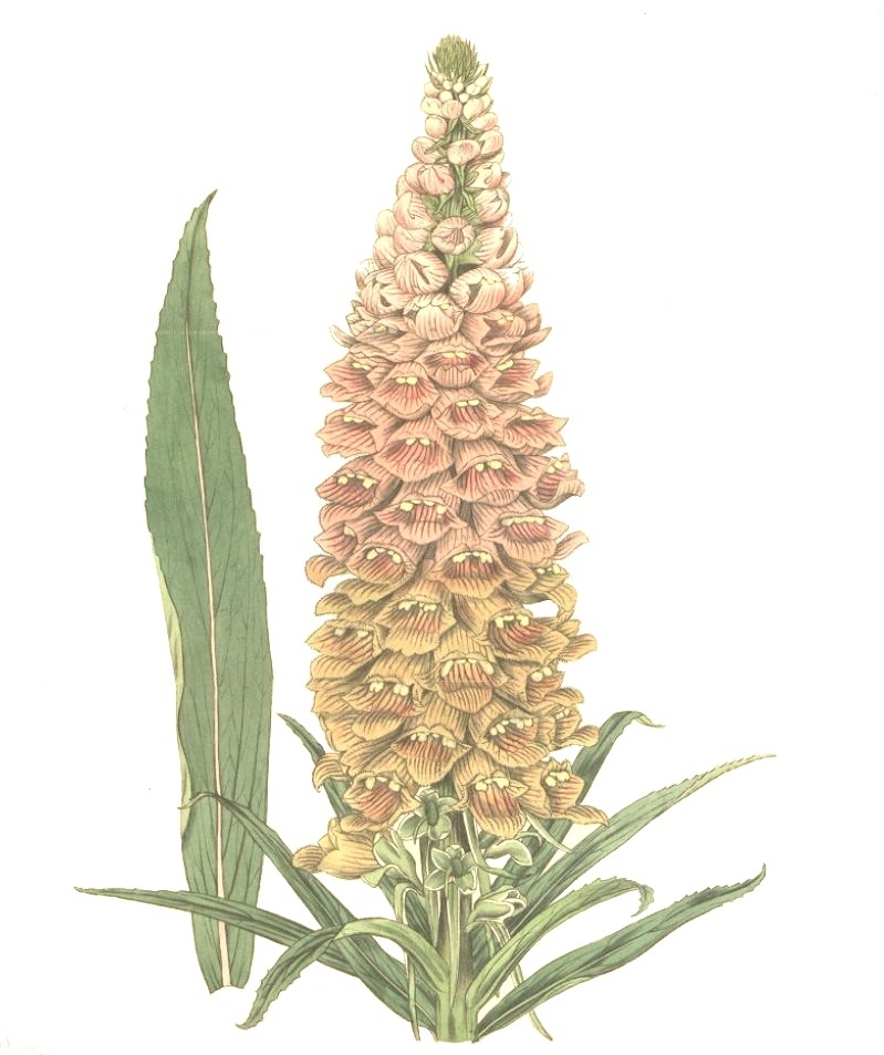 <i>Digitalis obscura</i><BR><BR>�������ꥹ���ե��륮�ͥ�<BR>�إ���С��ϥ���ɡ�