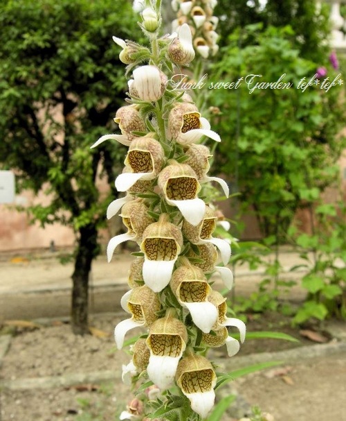 <i>Digitalis lanata</i><BR><BR>�������ꥹ���饿����<BR>�إ��ե����꡼���