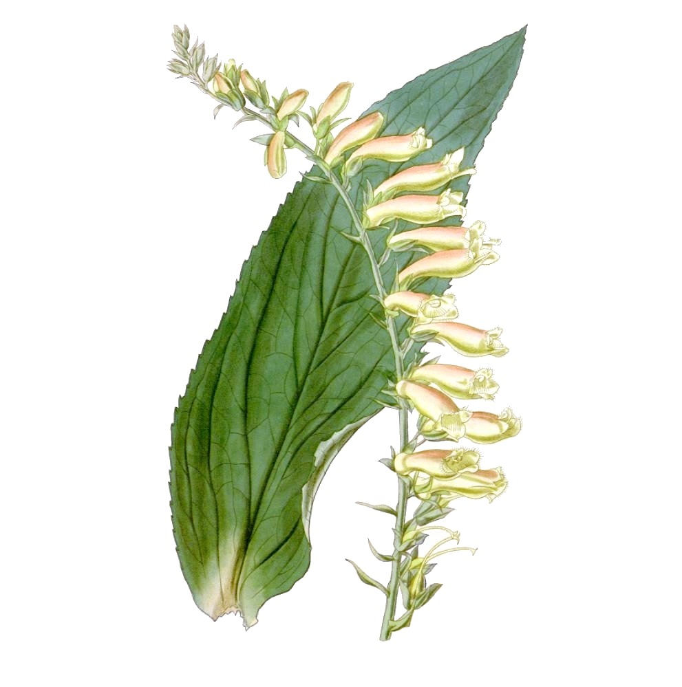 <i>Digitalis 'Red Skin'</i><BR><BR>���������֤Υ������ꥹ<BR>�إ�åɥ������