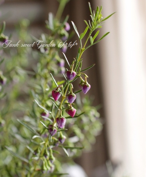 �ܥ��˥� �إ֥롼�������֡� �������Ĳ֡�