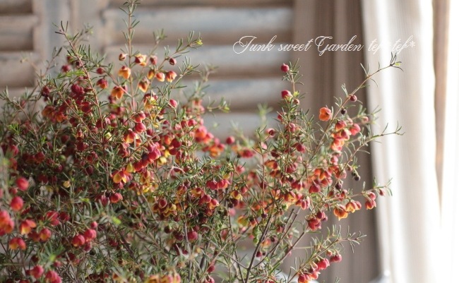 <i>Boronia ��Harlequin��</i> <BR><BR>���NO1���ܥ��˥�<BR>�إϡ��졼������� No.1