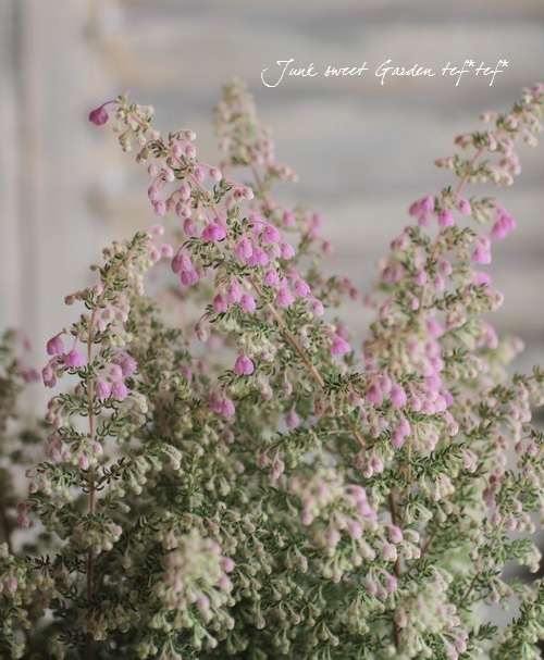 <i>Erica chamissonis<i><BR><BR>���ꥫ �إ���ߥ��˥���