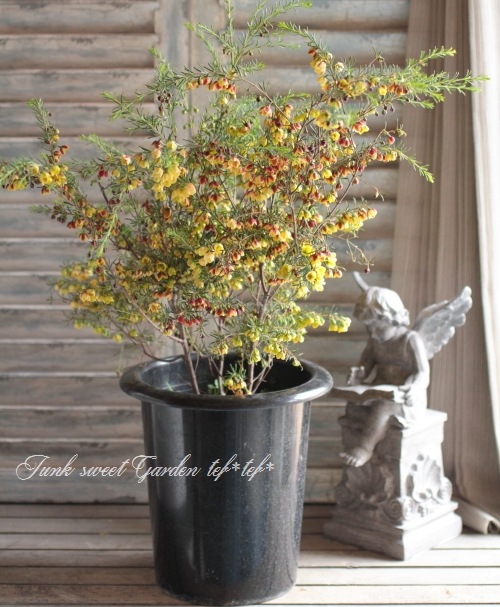 <i>Boronia ��Harlequin��</i> <BR><BR>���NO1���ܥ��˥�<BR>�إϡ��졼������� No.2
