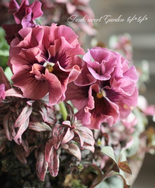 tef*tef*󤻿<BR>2015 * no37 *<BR><BR>եѥ󥸡Ƽ