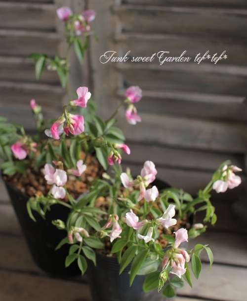 <i>Perennial sweet pea</i><BR><BR>�������ɺ������ȥԡ�<BR>�إ饷�饹���ԥ󥯡٤ȡإѡ��ץ�٤�MIX����