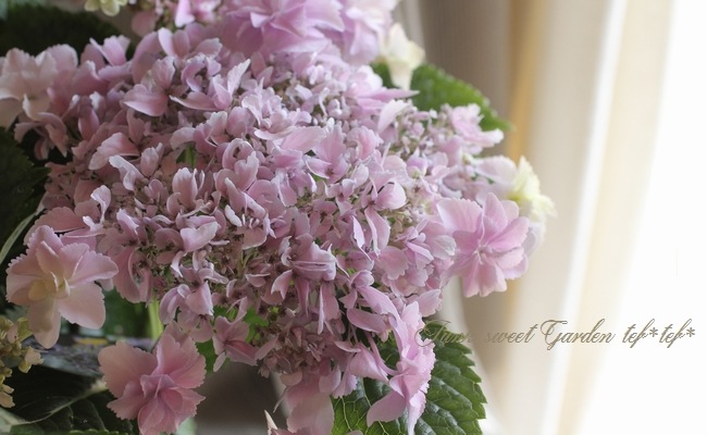 I Hydrangea I Br Br 加茂花菖蒲園オリジナル紫陽花 Br おはよう ピンク系 Flower Species アジサイ Junk Sweet Garden Tef Tef