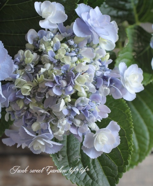 I Hydrangea I Br Br 加茂花菖蒲園オリジナル紫陽花 Br おはよう ブルー系 Flower Species Junk Sweet Garden Tef Tef
