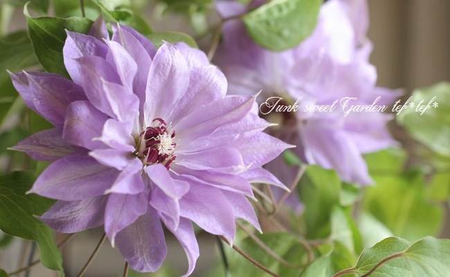 I Clematis I Br Br 八重咲きクレマチス Br 天塩 テシオ すべての商品 Junk Sweet Garden Tef Tef