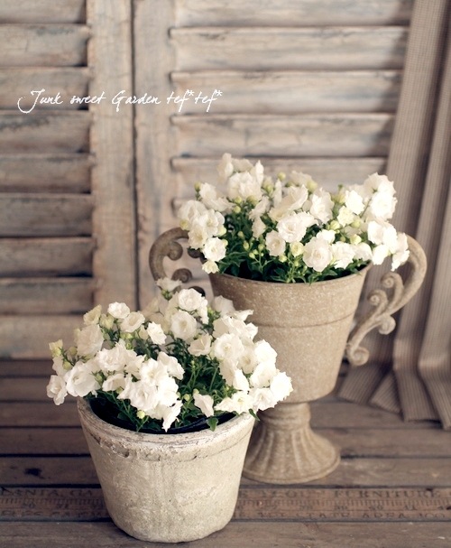 カンパニュラ 『ホワイトワンダー』 | すべての商品 | | Junk sweet