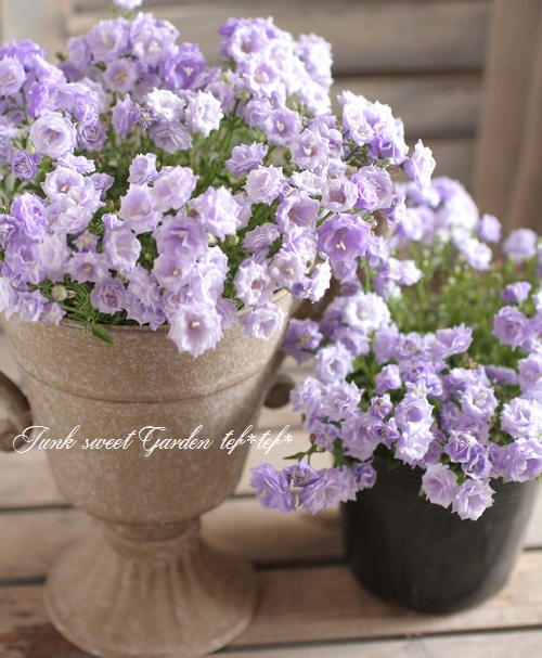 ☆良品☆スポード　カンパニュラ　CAMPANULA　デザートプレート　6枚 初登場】「ザ カンパネラ 東京」が大丸東京店1階 MVPスイーツに初出店