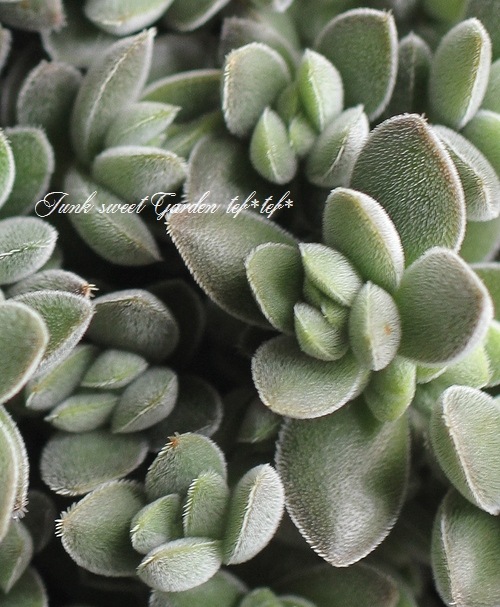 <i>Crassula remota</i><BR><BR>¿ʪ<BR>å顡إ⡼