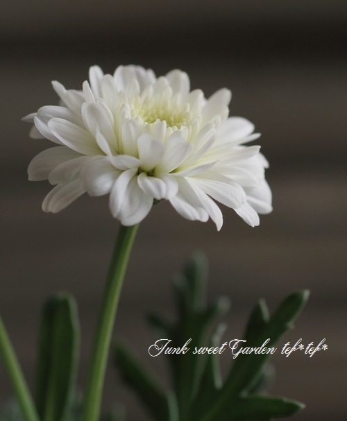 <i>Argyranthemum</i><BR><BR>���ʼ�ޡ�����å�<BR>�إޥ륳���å���