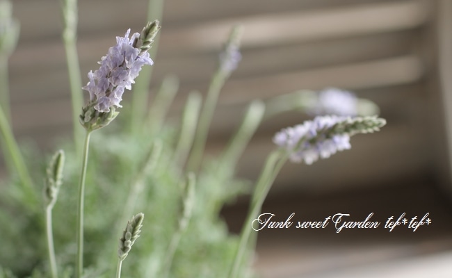 a☆香る☆人気の【四季咲き】レースラベンダー☆お花も可愛い☆ l-006_3.jpg